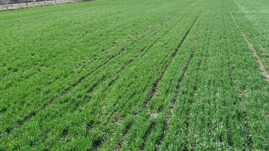 Više pšenice i u Srednjem Banatu