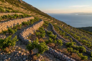 Ponikve - specifikacija vinogradarskog položaja