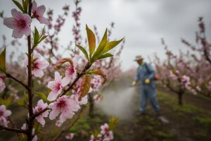 Ponovite zaštitu breskve i nektarine