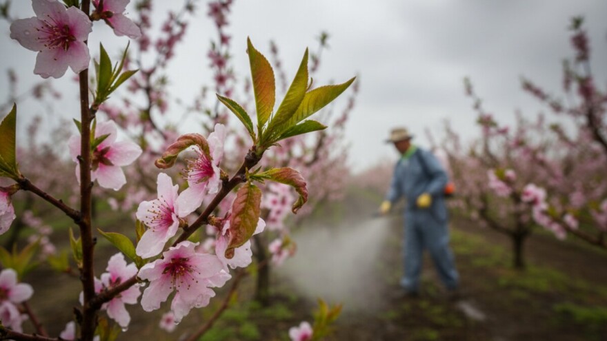 Ponovite zaštitu breskve i nektarine