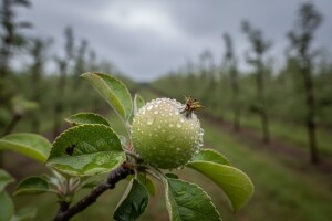 Ponovite zaštitu jabuka od krastavosti