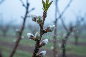Ponovite zaštitu koštićavog voća!