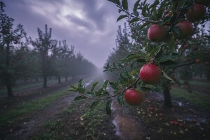 Ponovite zaštitu kruške i jabuke!