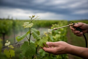 Ponovite zaštitu vinove loze!