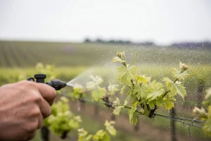 Ponovna zaštita vinograda