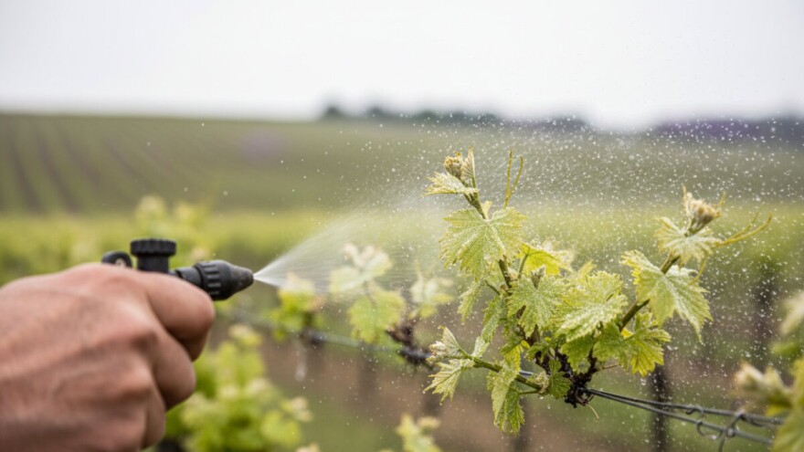 Ponovna zaštita vinograda