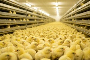 Ponovno proradio Valionik