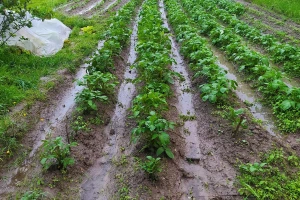 Biljke se dave u vodi: Šta sa zemljištem poslije poplave?