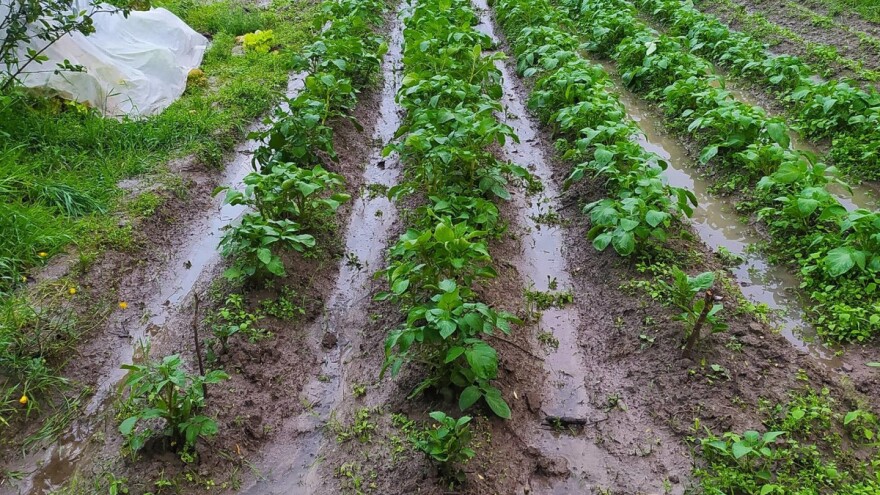 Biljke se dave u vodi: Šta sa zemljištem poslije poplave?