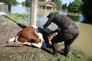 Veterinarski pregled stradalih gospodarstava!