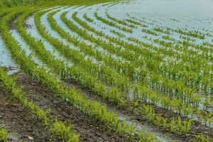 HPK: Poticaje hitno isplatiti, a štetu nadoknaditi!