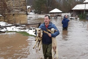 Životinje u vrijeme poplava prolaze kroz isti stres kao i ljudi
