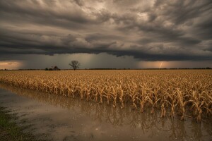 Poplave srušile sve nade u rekordan urod kukuruza?
