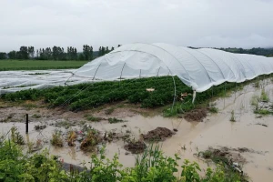RZS: U 2020. godini 75 odsto poplavljenog zemljišta - poljoprivredno