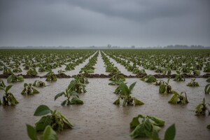 Poplave uništile nasade duhana