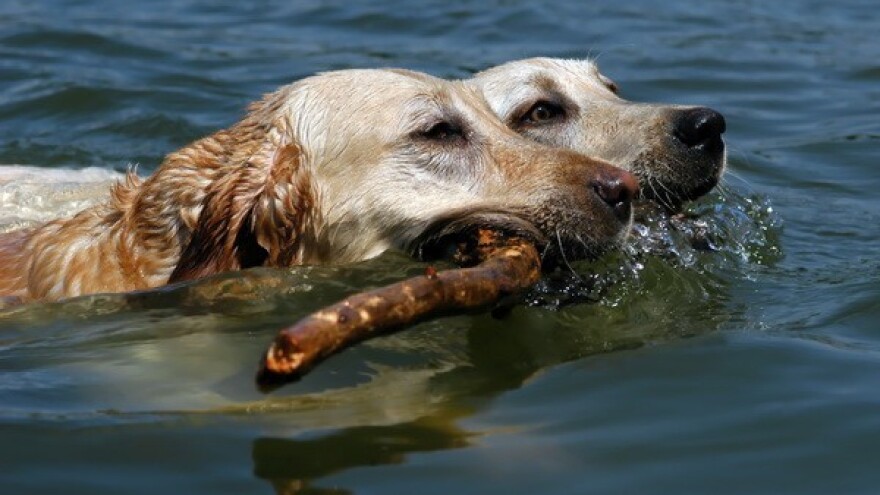 Zbrinjavanje pasa u poplavama
