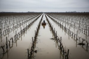 Poplavila vrgoračka polja: pod vodom 500.000 trsova