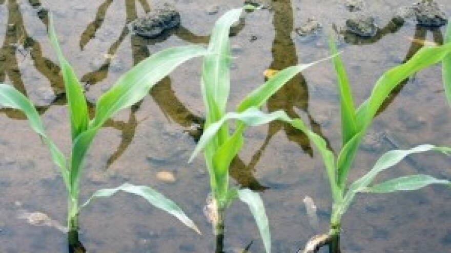 Poplavljen kukuruz? Kako ga zaštititi?