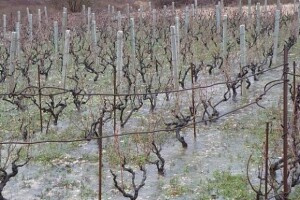 Vinogradi pod vodom