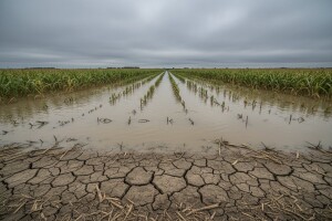 Poplavljena polja - ironija sušne godine