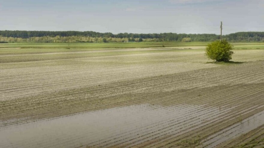 Kiša i hladnoća prekinule rast kukuruza