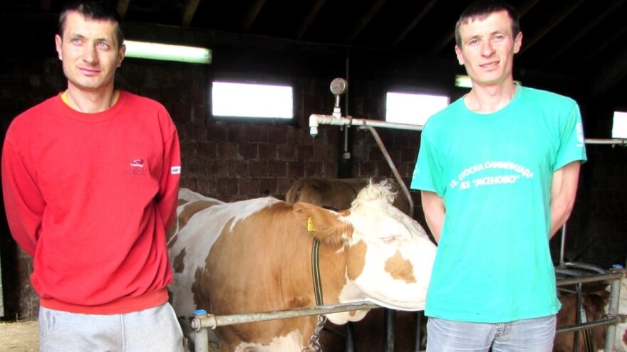 Nesuđeni sveštenici na Murtenici proizvode mleko i gaje krave muzare