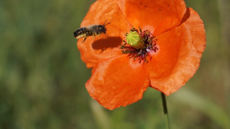 Pomažu pčelama: Podijelili porodicama kuglice sa divljim cvijećem