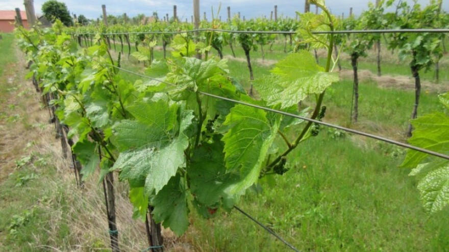 Bayer savjeti za vinogradare 16.05.-22.05.2016.