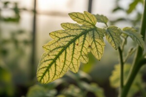 Poremećaji ishrane rajčice