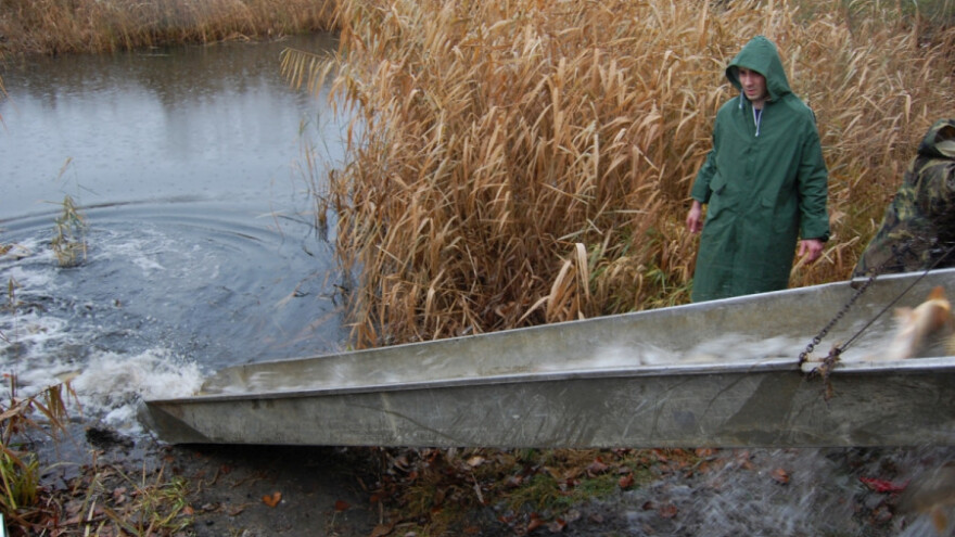 Poribljavanje Dunava i DTD kanala