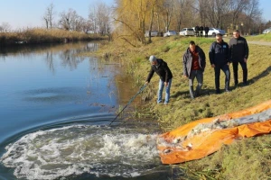 U ribolovne vode Vojvodine pušteno više od 21 tone jednogodišnje šaranske mlađi