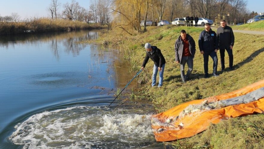 U ribolovne vode Vojvodine pušteno više od 21 tone jednogodišnje šaranske mlađi