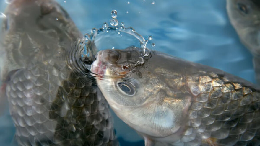 Počelo poribljavanje u Vojvodini