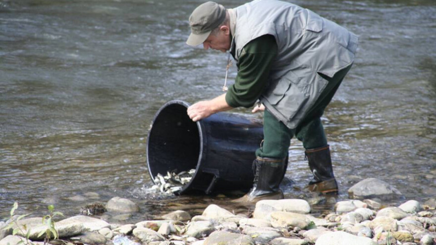 S 18.000 mlađi oživili autohtonu potočnu pastrmku
