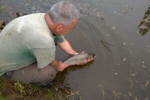 Amurom i šaranom poribljena eko oaza Lađenica