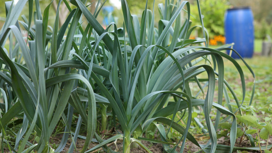Poriluk: Princ povrća koji sporo raste i bogato nagrađuje
