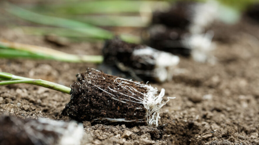 Zašto se poriluk, komorač i celer izbjeljuju?