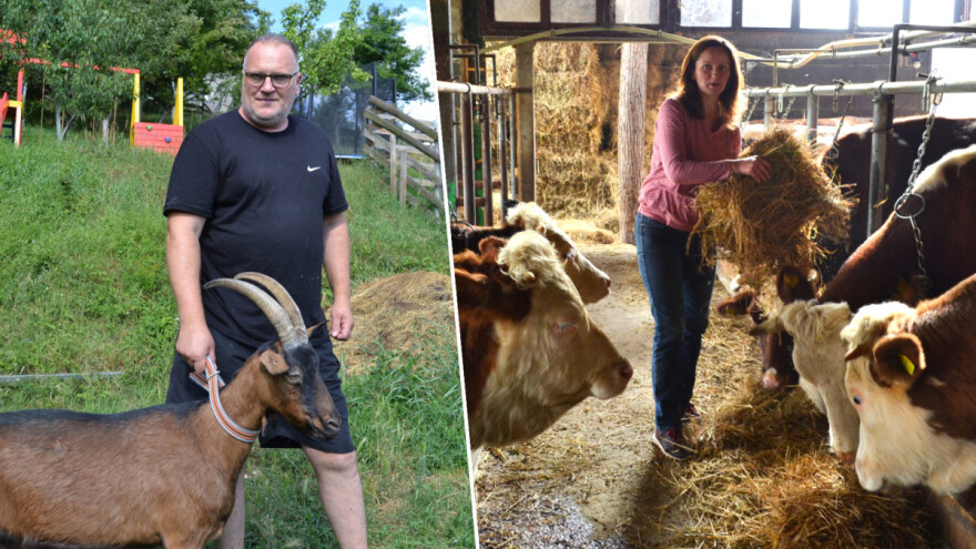 Kako do farme - Murtić počeo s kozom, porodica Herceg s teletom