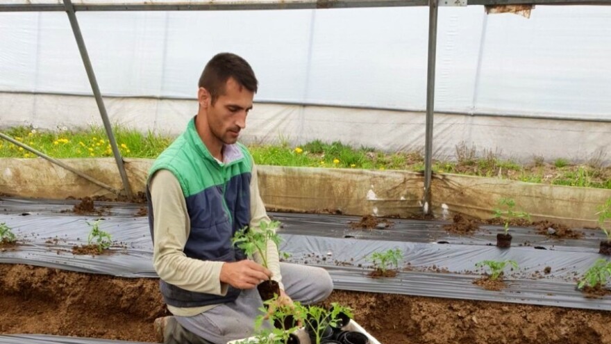 Hotići proizvode tone povrća - presadnica su ključne, kako odabrati kvalitetne?