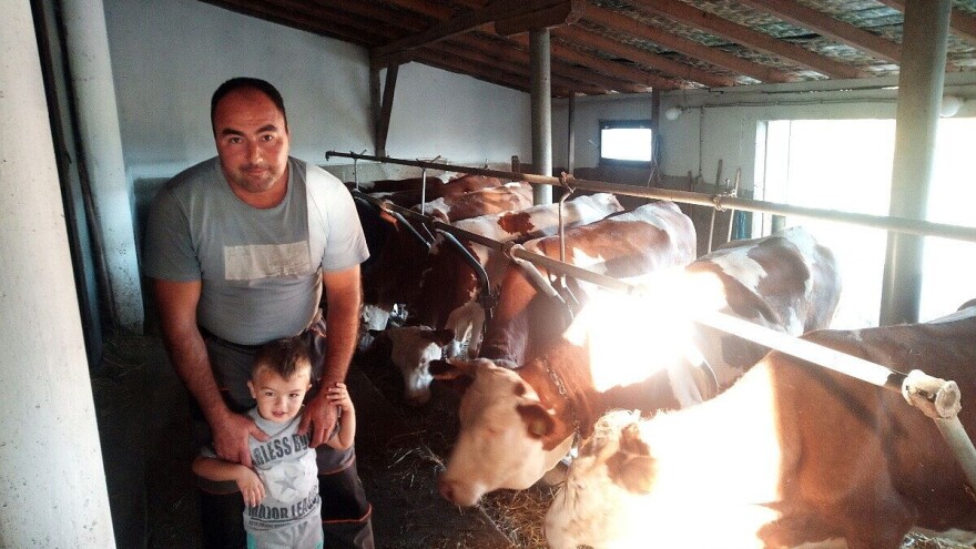 Mlečno govedarstvo u selu Borač: Kako izdržavati devetočlano domaćinstvo?
