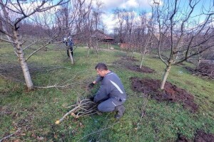 Selo Kolunić "dušu dalo" za uzgoj šljive