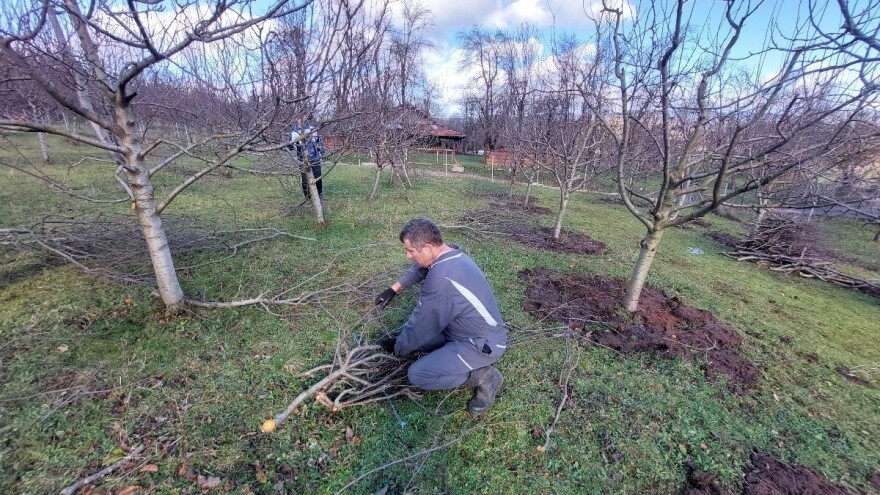 Selo Kolunić "dušu dalo" za uzgoj šljive