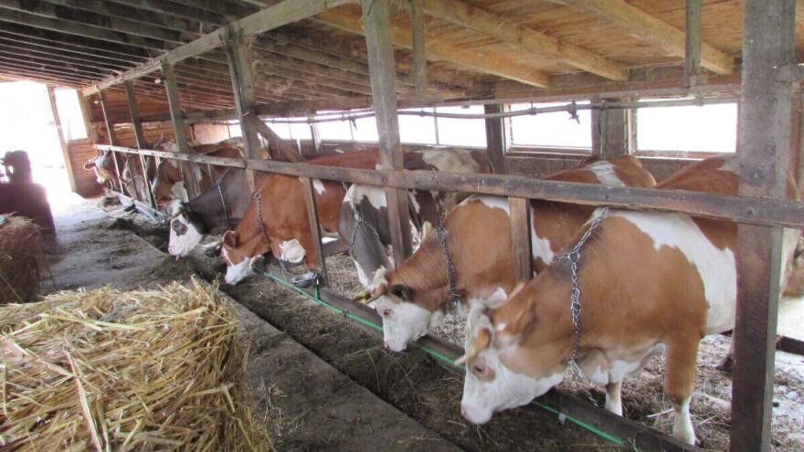 Uz više svjetlosti i zraka u stajama do bolje mliječnosti krava