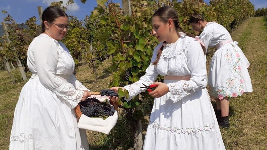 Ubrani prvi grozdovi portugisca, bit će ovo plodna godina za mlado vino s Plešivice