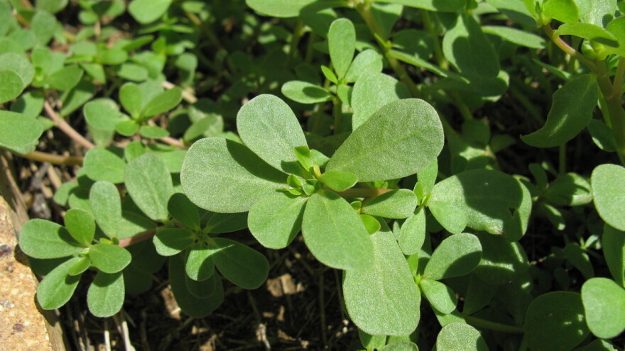 Jestivi korovi vjerojatno rastu i u vašem dvorištu