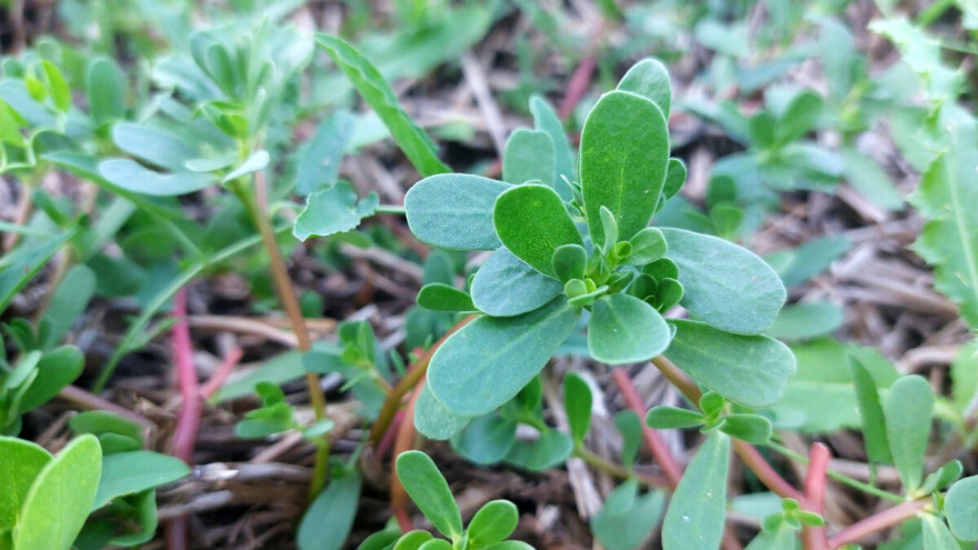 Portulak podnosi sušu i visoke temperature - zašto ga jesti i kako pripremiti?