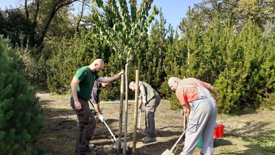 Kolektivna sadnja drveća se nastavlja, rezultati više nego zadovoljavajući
