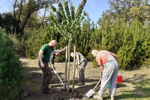 Ovaj vikend "Zasadi drvo, ne budi panj", Hrvatske šume osigurale 10.000 sadnica