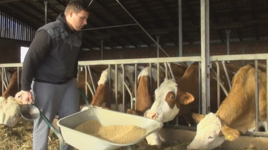 Damir Kovačević: Nitko od mladih ne želi raditi s govedima