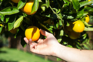 Traže preko 100 berača mandarina i nude satnicu oko 6 KM